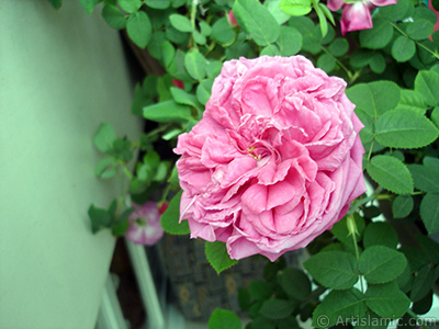 Pink rose photo. <i>(Family: Rosaceae, Species: Rosa)</i> <br>Photo Date: May 2006, Location: Turkey/Istanbul, By: Artislamic.com