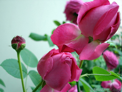 Pink rose photo. <i>(Family: Rosaceae, Species: Rosa)</i> <br>Photo Date: May 2006, Location: Turkey/Istanbul, By: Artislamic.com