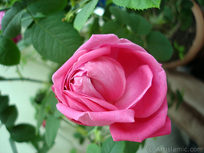 Pink rose photo. <i>(Family: Rosaceae, Species: Rosa)</i> <br>Photo Date: May 2006, Location: Turkey/Istanbul, By: Artislamic.com