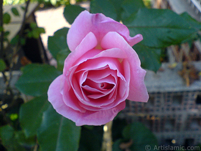 Pink rose photo. <i>(Family: Rosaceae, Species: Rosa)</i> <br>Photo Date: December 2006, Location: Turkey/Balkesir-Altnoluk, By: Artislamic.com