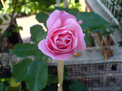 Pink rose photo. <i>(Family: Rosaceae, Species: Rosa)</i> <br>Photo Date: December 2006, Location: Turkey/Balkesir-Altnoluk, By: Artislamic.com