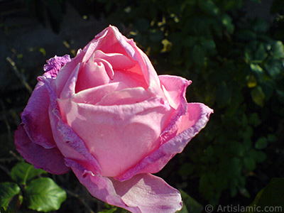 Pink rose photo. <i>(Family: Rosaceae, Species: Rosa)</i> <br>Photo Date: December 2006, Location: Turkey/Balkesir-Altnoluk, By: Artislamic.com