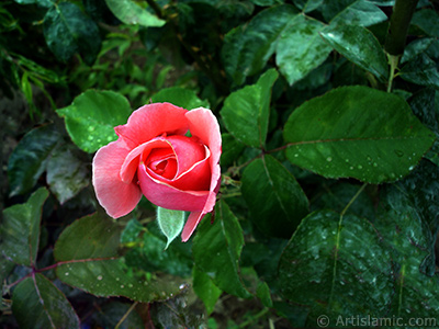 Pink rose photo. <i>(Family: Rosaceae, Species: Rosa)</i> <br>Photo Date: June 2006, Location: Turkey/Balkesir-Altnoluk, By: Artislamic.com