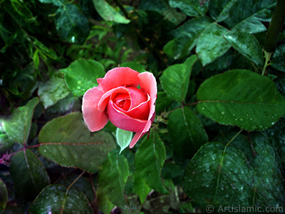 Pink rose photo. <i>(Family: Rosaceae, Species: Rosa)</i> <br>Photo Date: June 2006, Location: Turkey/Balkesir-Altnoluk, By: Artislamic.com