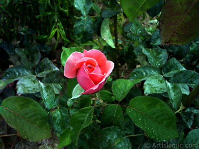 Pink rose photo. <i>(Family: Rosaceae, Species: Rosa)</i> <br>Photo Date: June 2006, Location: Turkey/Balkesir-Altnoluk, By: Artislamic.com