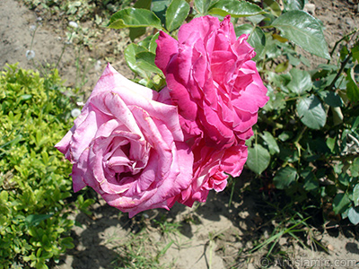 Pink rose photo. <i>(Family: Rosaceae, Species: Rosa)</i> <br>Photo Date: June 2006, Location: Turkey/Balkesir-Altnoluk, By: Artislamic.com