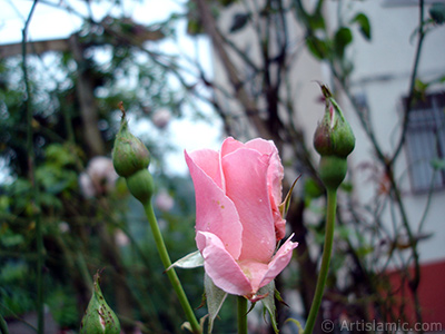 Pink rose photo. <i>(Family: Rosaceae, Species: Rosa)</i> <br>Photo Date: July 2005, Location: Turkey/Trabzon, By: Artislamic.com