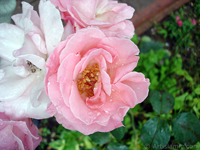 Pink rose photo. <i>(Family: Rosaceae, Species: Rosa)</i> <br>Photo Date: July 2005, Location: Turkey/Trabzon, By: Artislamic.com