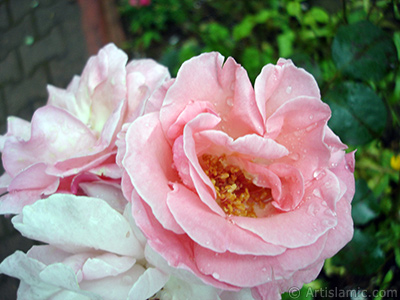 Pink rose photo. <i>(Family: Rosaceae, Species: Rosa)</i> <br>Photo Date: July 2005, Location: Turkey/Trabzon, By: Artislamic.com