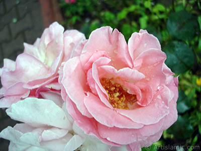 Pembe gl resmi. <i>(Ailesi: Rosaceae, Tr: Rosa)</i> <br>ekim Tarihi: Temmuz 2005, Yer: Trabzon, Fotoraf: islamiSanat.net