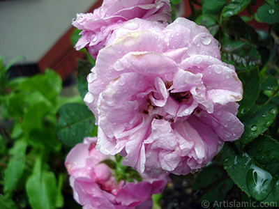 Pink rose photo. <i>(Family: Rosaceae, Species: Rosa)</i> <br>Photo Date: July 2005, Location: Turkey/Trabzon, By: Artislamic.com