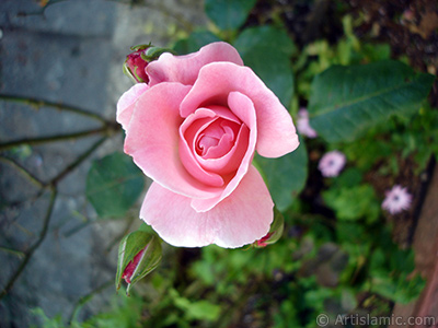 Pembe gl resmi. <i>(Ailesi: Rosaceae, Tr: Rosa)</i> <br>ekim Tarihi: Temmuz 2005, Yer: Trabzon, Fotoraf: islamiSanat.net