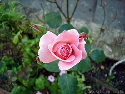 Pink rose photo. <i>(Family: Rosaceae, Species: Rosa)</i> <br>Photo Date: July 2005, Location: Turkey/Trabzon, By: Artislamic.com