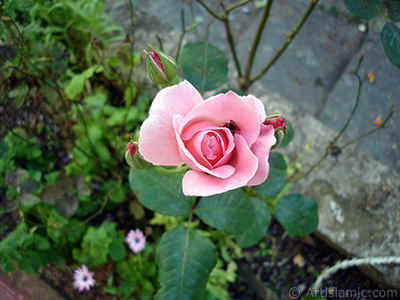 Pink rose photo. <i>(Family: Rosaceae, Species: Rosa)</i> <br>Photo Date: July 2005, Location: Turkey/Trabzon, By: Artislamic.com