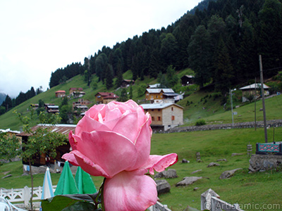 Pink rose photo. <i>(Family: Rosaceae, Species: Rosa)</i> <br>Photo Date: June 2005, Location: Turkey/Trabzon, By: Artislamic.com