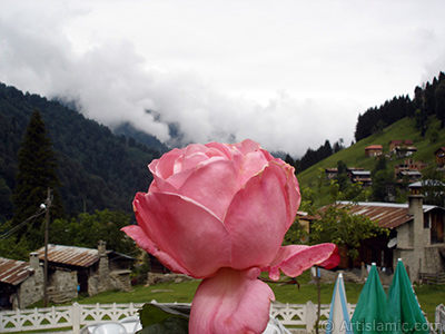 Pink rose photo. <i>(Family: Rosaceae, Species: Rosa)</i> <br>Photo Date: June 2005, Location: Turkey/Trabzon, By: Artislamic.com