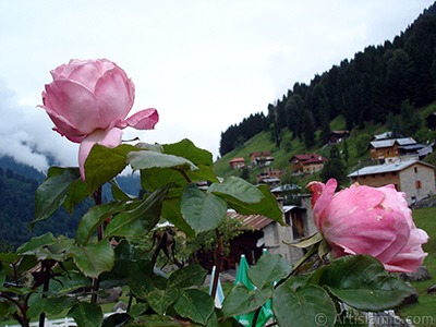 Pink rose photo. <i>(Family: Rosaceae, Species: Rosa)</i> <br>Photo Date: June 2005, Location: Turkey/Trabzon, By: Artislamic.com