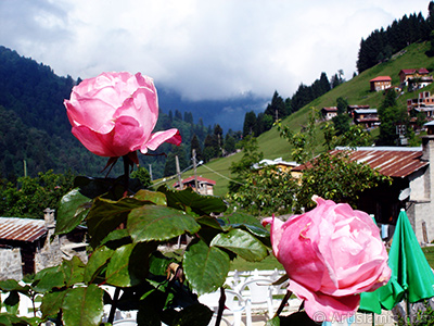 Pink rose photo. <i>(Family: Rosaceae, Species: Rosa)</i> <br>Photo Date: June 2005, Location: Turkey/Trabzon, By: Artislamic.com