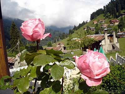 Pink rose photo. <i>(Family: Rosaceae, Species: Rosa)</i> <br>Photo Date: June 2005, Location: Turkey/Trabzon, By: Artislamic.com