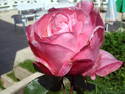 Pink rose photo. <i>(Family: Rosaceae, Species: Rosa)</i> <br>Photo Date: June 2005, Location: Turkey/Trabzon, By: Artislamic.com