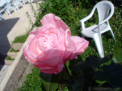 Pink rose photo. <i>(Family: Rosaceae, Species: Rosa)</i> <br>Photo Date: June 2005, Location: Turkey/Trabzon, By: Artislamic.com