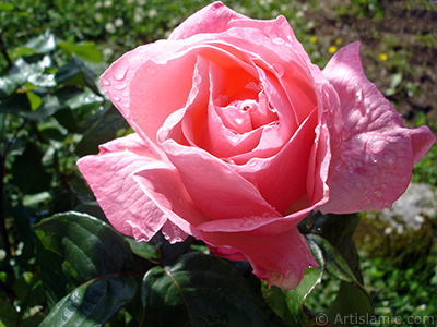 Pink rose photo. <i>(Family: Rosaceae, Species: Rosa)</i> <br>Photo Date: June 2005, Location: Turkey/Trabzon, By: Artislamic.com