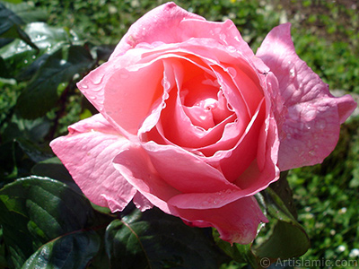 Pink rose photo. <i>(Family: Rosaceae, Species: Rosa)</i> <br>Photo Date: June 2005, Location: Turkey/Trabzon, By: Artislamic.com