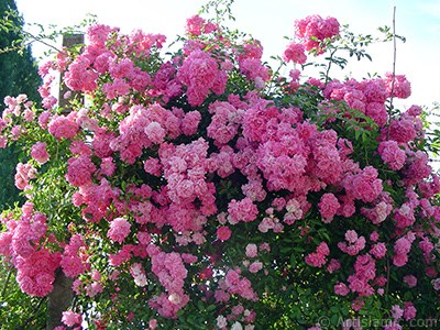 Pink rose photo. <i>(Family: Rosaceae, Species: Rosa)</i> <br>Photo Date: June 2005, Location: Turkey/Trabzon, By: Artislamic.com