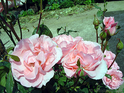 Pink rose photo. <i>(Family: Rosaceae, Species: Rosa)</i> <br>Photo Date: June 2005, Location: Turkey/Trabzon, By: Artislamic.com