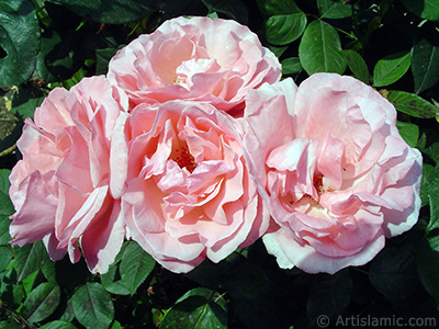 Pink rose photo. <i>(Family: Rosaceae, Species: Rosa)</i> <br>Photo Date: June 2005, Location: Turkey/Trabzon, By: Artislamic.com