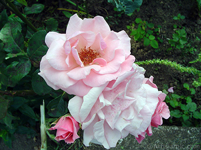 Pink rose photo. <i>(Family: Rosaceae, Species: Rosa)</i> <br>Photo Date: June 2005, Location: Turkey/Trabzon, By: Artislamic.com