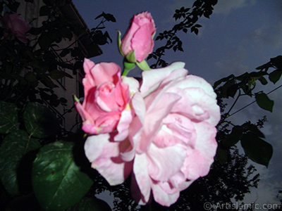 Pink rose photo. <i>(Family: Rosaceae, Species: Rosa)</i> <br>Photo Date: June 2005, Location: Turkey/Trabzon, By: Artislamic.com