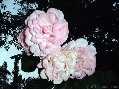 Pink rose photo. <i>(Family: Rosaceae, Species: Rosa)</i> <br>Photo Date: June 2005, Location: Turkey/Trabzon, By: Artislamic.com