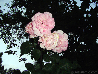 Pink rose photo. <i>(Family: Rosaceae, Species: Rosa)</i> <br>Photo Date: June 2005, Location: Turkey/Trabzon, By: Artislamic.com