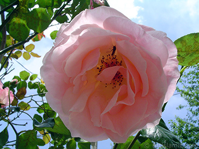 Pink rose photo. <i>(Family: Rosaceae, Species: Rosa)</i> <br>Photo Date: June 2005, Location: Turkey/Trabzon, By: Artislamic.com