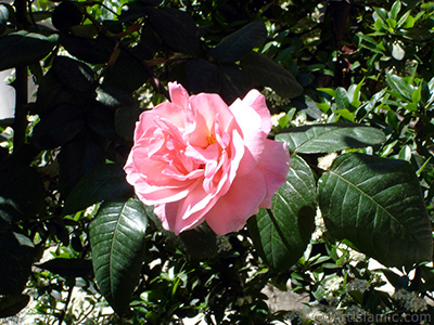 Pink rose photo. <i>(Family: Rosaceae, Species: Rosa)</i> <br>Photo Date: May 2005, Location: Turkey/Istanbul, By: Artislamic.com