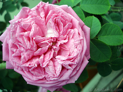 Pink rose photo. <i>(Family: Rosaceae, Species: Rosa)</i> <br>Photo Date: May 2005, Location: Turkey/Istanbul, By: Artislamic.com