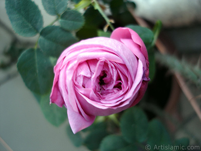 Pink rose photo. <i>(Family: Rosaceae, Species: Rosa)</i> <br>Photo Date: May 2005, Location: Turkey/Istanbul, By: Artislamic.com