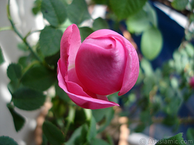 Pink rose photo. <i>(Family: Rosaceae, Species: Rosa)</i> <br>Photo Date: May 2005, Location: Turkey/Istanbul, By: Artislamic.com