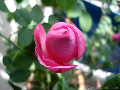 Pink rose photo. <i>(Family: Rosaceae, Species: Rosa)</i> <br>Photo Date: May 2005, Location: Turkey/Istanbul, By: Artislamic.com