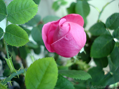 Pink rose photo. <i>(Family: Rosaceae, Species: Rosa)</i> <br>Photo Date: May 2005, Location: Turkey/Istanbul, By: Artislamic.com