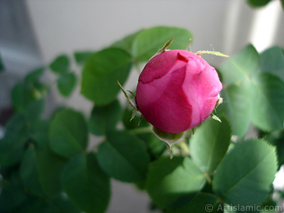 Pink rose photo. <i>(Family: Rosaceae, Species: Rosa)</i> <br>Photo Date: May 2005, Location: Turkey/Istanbul, By: Artislamic.com