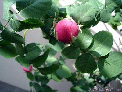 Pink rose photo. <i>(Family: Rosaceae, Species: Rosa)</i> <br>Photo Date: May 2005, Location: Turkey/Istanbul, By: Artislamic.com