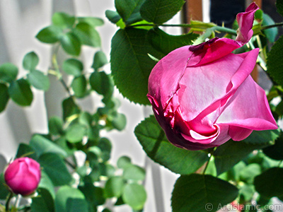 Pink rose photo. <i>(Family: Rosaceae, Species: Rosa)</i> <br>Photo Date: May 2005, Location: Turkey/Istanbul, By: Artislamic.com