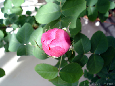 Pink rose photo. <i>(Family: Rosaceae, Species: Rosa)</i> <br>Photo Date: May 2005, Location: Turkey/Istanbul, By: Artislamic.com