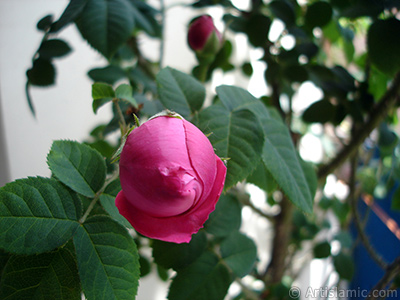 Pink rose photo. <i>(Family: Rosaceae, Species: Rosa)</i> <br>Photo Date: May 2005, Location: Turkey/Istanbul, By: Artislamic.com