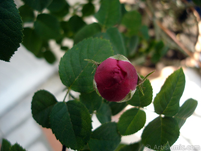 Pink rose photo. <i>(Family: Rosaceae, Species: Rosa)</i> <br>Photo Date: May 2005, Location: Turkey/Istanbul, By: Artislamic.com