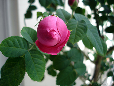 Pink rose photo. <i>(Family: Rosaceae, Species: Rosa)</i> <br>Photo Date: May 2005, Location: Turkey/Istanbul, By: Artislamic.com