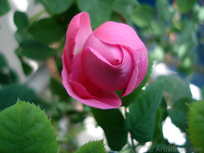 Pink rose photo. <i>(Family: Rosaceae, Species: Rosa)</i> <br>Photo Date: May 2005, Location: Turkey/Istanbul, By: Artislamic.com