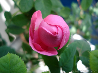 Pink rose photo. <i>(Family: Rosaceae, Species: Rosa)</i> <br>Photo Date: May 2005, Location: Turkey/Istanbul, By: Artislamic.com